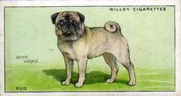 1937 Wills's Dogs #24 Pug Front