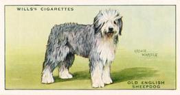 1937 Wills's Dogs #31 Old English Sheepdog Front