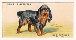 1937 Wills's Dogs #35 King Charles Spaniel Front
