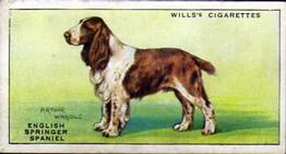 1937 Wills's Dogs #36 English Springer Spaniel Front