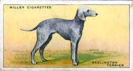 1937 Wills's Dogs #38 Bedlington Terrier Front