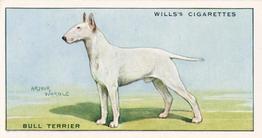 1937 Wills's Dogs #39 Bull Terrier Front