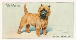 1937 Wills's Dogs #40 Cairn Terrier Front