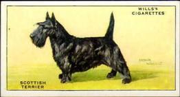 1937 Wills's Dogs #46 Scottish Terrier Front
