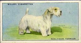 1937 Wills's Dogs #47 Sealyham Terrier Front