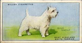 1937 Wills's Dogs #48 West Highland White Terrier Front