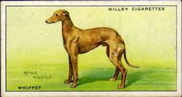 1937 Wills's Dogs #49 Whippet Front