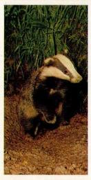 1988 Brooke Bond Woodland Wildlife #2 Badger Front