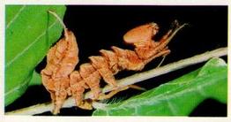 1988 Brooke Bond Woodland Wildlife #7 Lobster Moth Front
