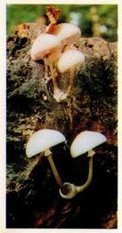 1988 Brooke Bond Woodland Wildlife #8 Beech Tuft Fungi Front