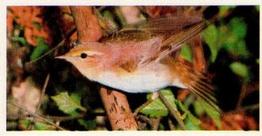 1988 Brooke Bond Woodland Wildlife #9 Wood Warbler Front