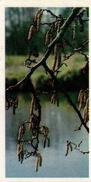 1988 Brooke Bond Woodland Wildlife #16 Alder Front