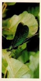 1988 Brooke Bond Woodland Wildlife #20 Damsel Fly Front