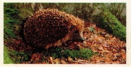 1988 Brooke Bond Woodland Wildlife #39 Hedgehog Front