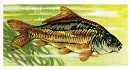 1973 Brooke Bond Freshwater Fish #5 Mirror Carp Front
