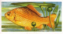 1973 Brooke Bond Freshwater Fish #6 Goldfish Front
