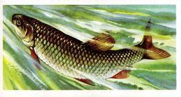 1973 Brooke Bond Freshwater Fish #9 Chub Front
