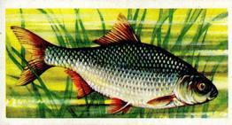 1973 Brooke Bond Freshwater Fish #13 Roach Front