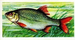1973 Brooke Bond Freshwater Fish #14 Rudd Front
