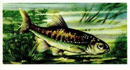 1973 Brooke Bond Freshwater Fish #16 Minnow Front