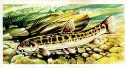 1973 Brooke Bond Freshwater Fish #17 Stone Loach Front