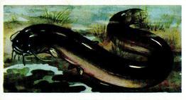 1973 Brooke Bond Freshwater Fish #19 Wels or European Catfish Front