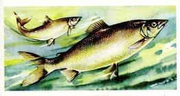 1973 Brooke Bond Freshwater Fish #20 Houting Front