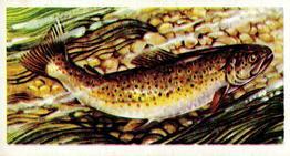 1973 Brooke Bond Freshwater Fish #25 Brown Trout Front