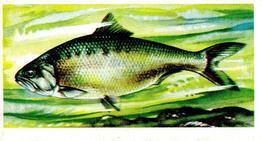 1973 Brooke Bond Freshwater Fish #32 Twaite Shad Front