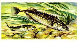 1973 Brooke Bond Freshwater Fish #35 Ten-Spined Stickleback Front