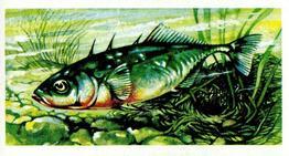1973 Brooke Bond Freshwater Fish #36 Three-Spined Stickleback Front