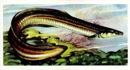 1973 Brooke Bond Freshwater Fish #40 Silver Eel Front