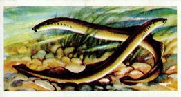 1973 Brooke Bond Freshwater Fish #41 Lampern Front