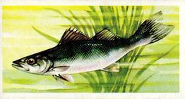 1973 Brooke Bond Freshwater Fish #43 Pike-Perch Front