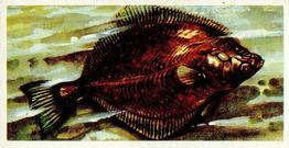 1973 Brooke Bond Freshwater Fish #45 Flounder Front