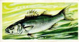 1973 Brooke Bond Freshwater Fish #48 Bass Front