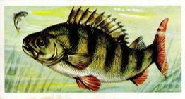 1973 Brooke Bond Freshwater Fish #50 Perch Front