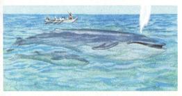 1973 Brooke Bond Wildlife In Danger #7 Blue Whale Front