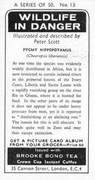 1973 Brooke Bond Wildlife In Danger #13 Pygmy Hippopatumus Back