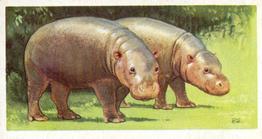 1973 Brooke Bond Wildlife In Danger #13 Pygmy Hippopatumus Front