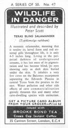 1973 Brooke Bond Wildlife In Danger #47 Texas Blind Salamander Back