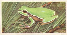 1973 Brooke Bond Wildlife In Danger #48 Pine Barrens Tree Frog Front