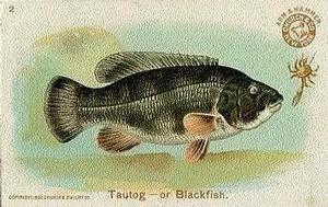 1900 Church & Co. Fish Series (J15) #2 Tautog Front