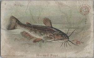 1900 Church & Co. Fish Series (J15) #3 Horned Pout Front