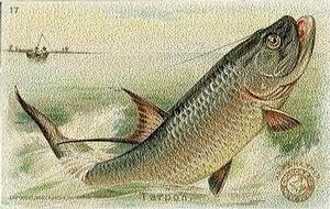 1900 Church & Co. Fish Series (J15) #17 Tarpon Front