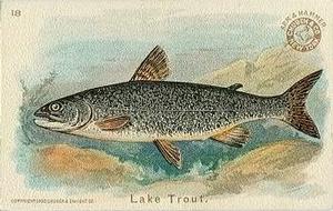 1900 Church & Co. Fish Series (J15) #18 Lake Trout Front