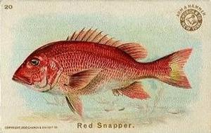 1900 Church & Co. Fish Series (J15) #20 Red Snapper Front