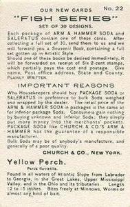 1900 Church & Co. Fish Series (J15) #22 Yellow Perch Back