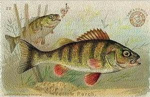 1900 Church & Co. Fish Series (J15) #22 Yellow Perch Front