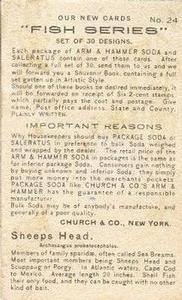 1900 Church & Co. Fish Series (J15) #24 Sheeps Head Back